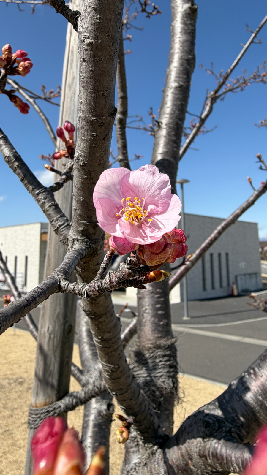 河津桜の最初の一輪の花