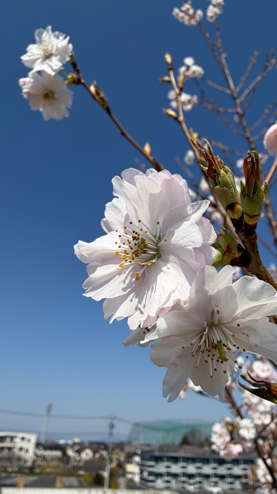 小川が流れる冬枯れの芝生とメタセコイア