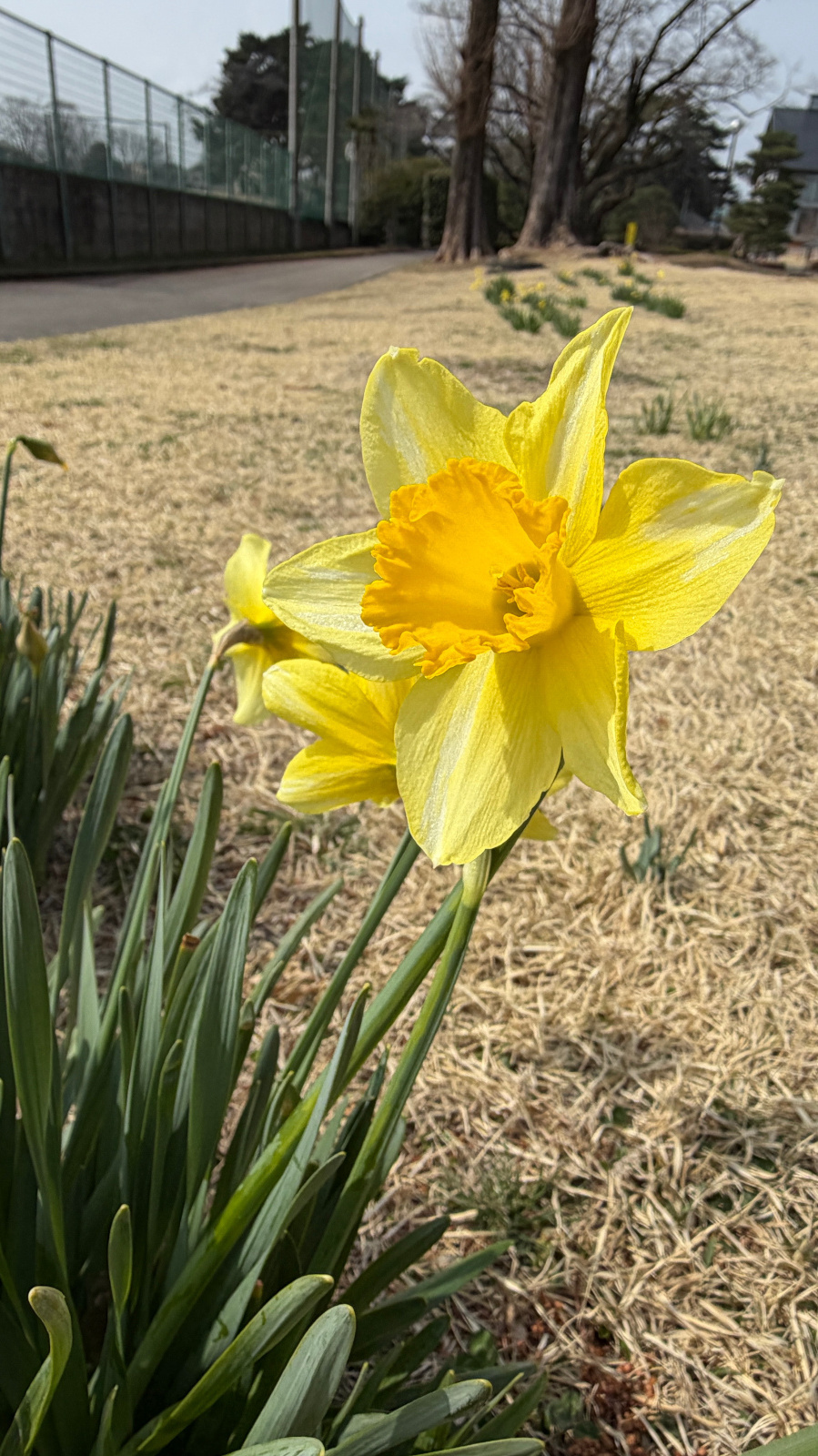池のほとりで休む数羽のカルガモ