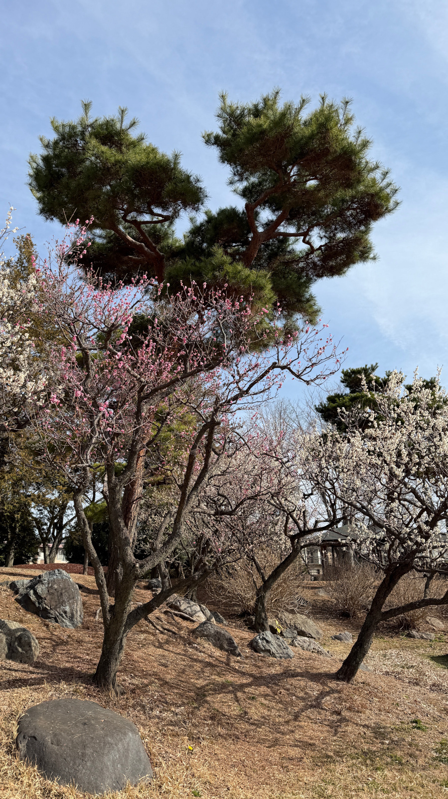 公園の紅白の梅の花と松と背景の青空