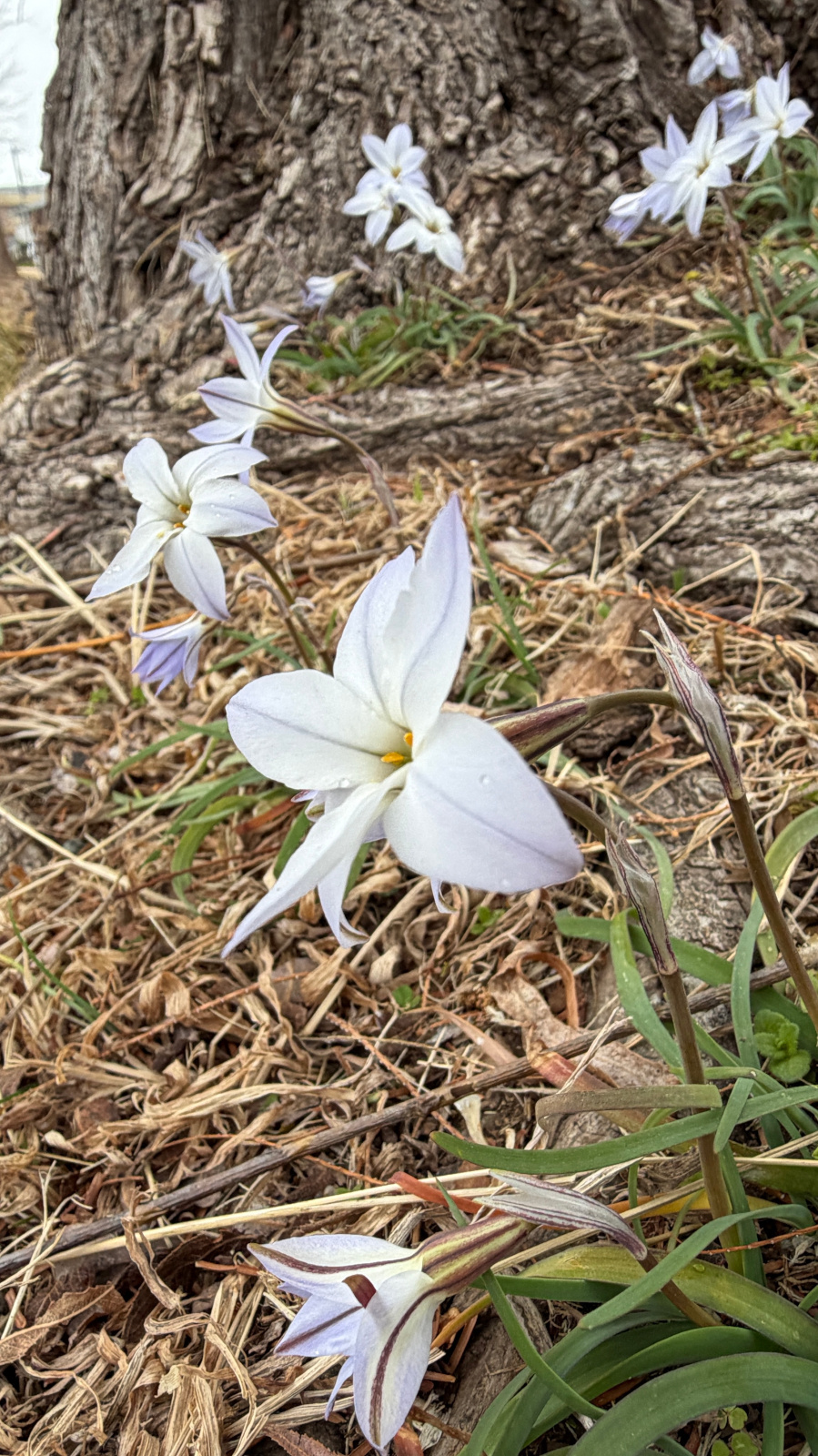 木の根元に群生して咲く白いハナニラ