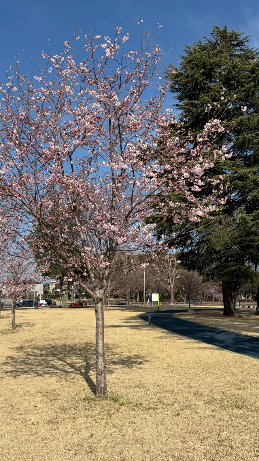 木の根元に群生して咲く白いハナニラ