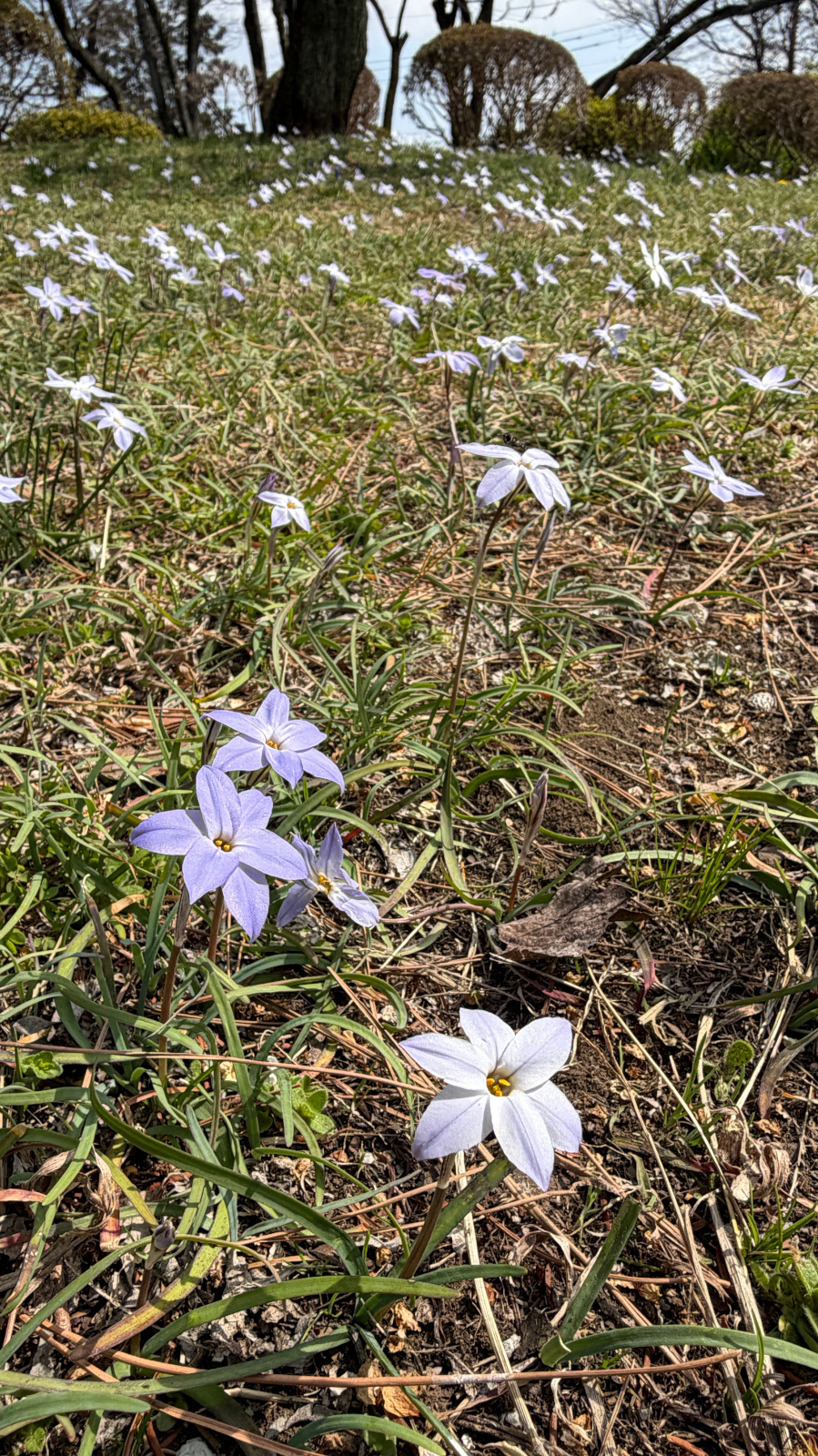 鮮やかな赤い花を咲かせた椿の木