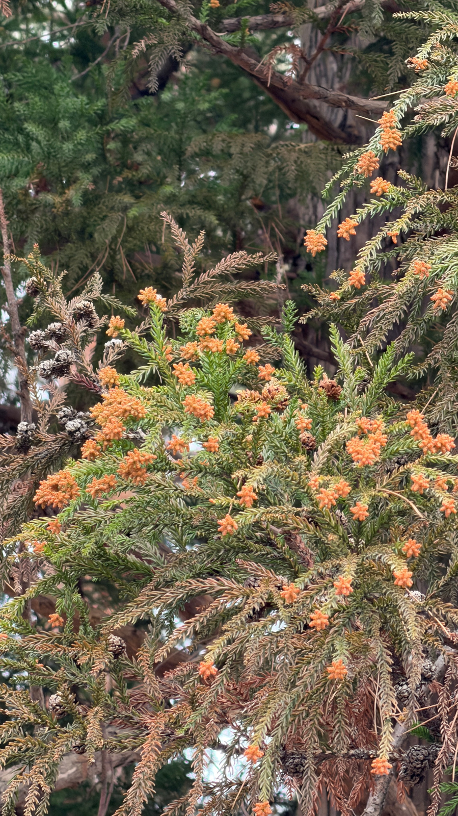 杉の木の密集した黄色の雄花