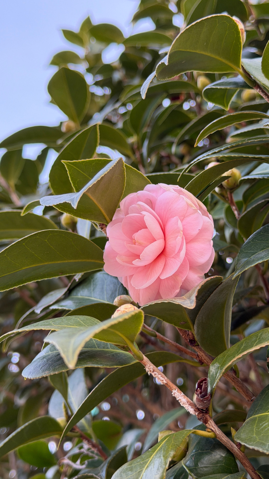 ピンクの千重咲きオトメツバキの花と蕾
