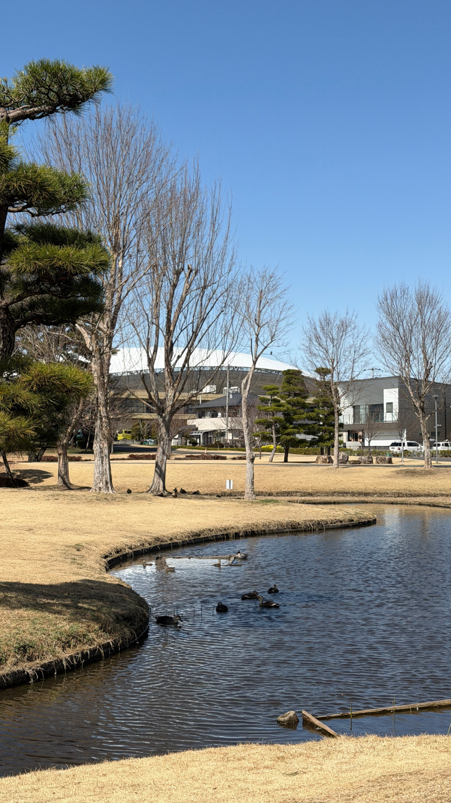 池で泳ぐ７羽のカモと青空を背景に松とトウカエデ