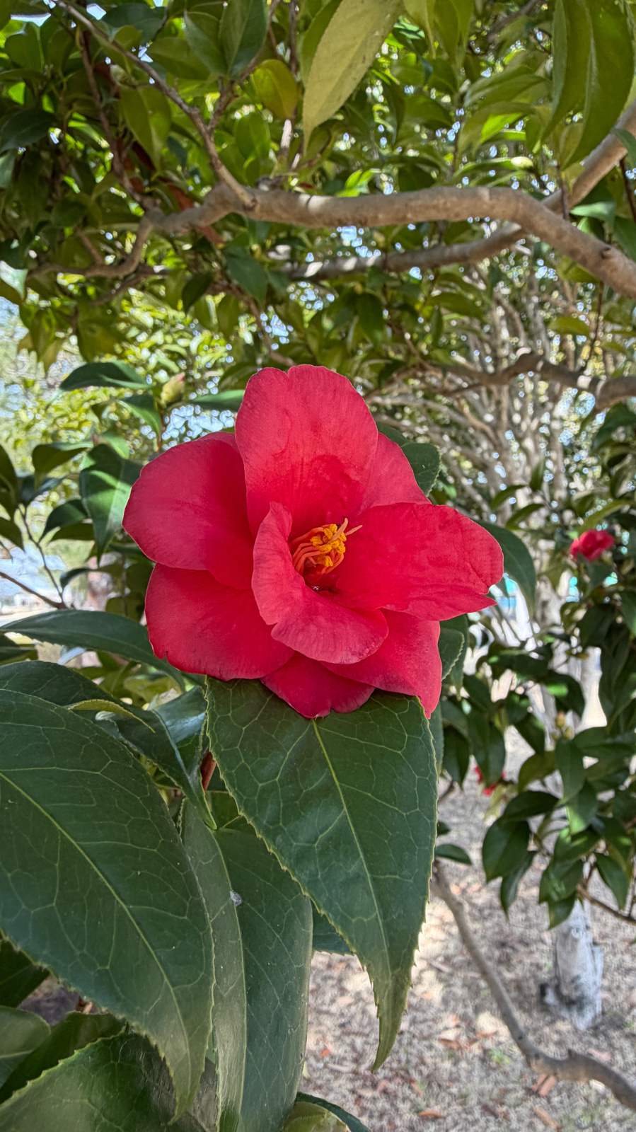赤いツバキの花一輪と緑の葉