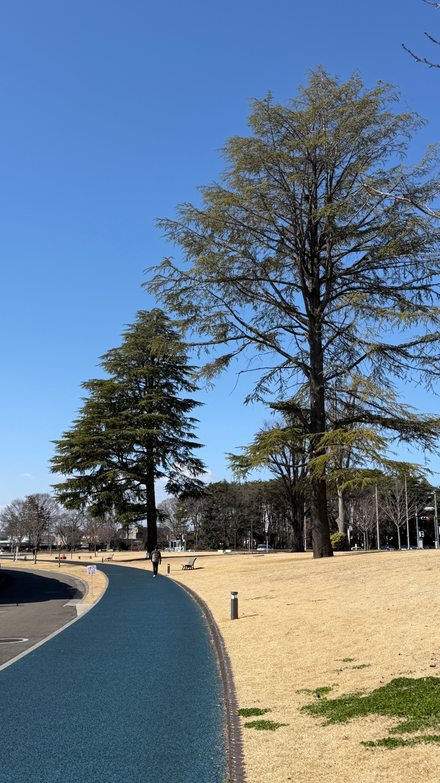 公園の青いコースと青空そしてヒマラヤスギ