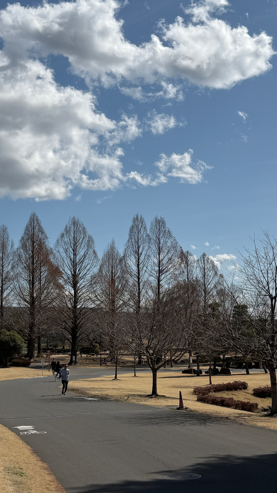 メタセコイアと青空の雲とジョギング