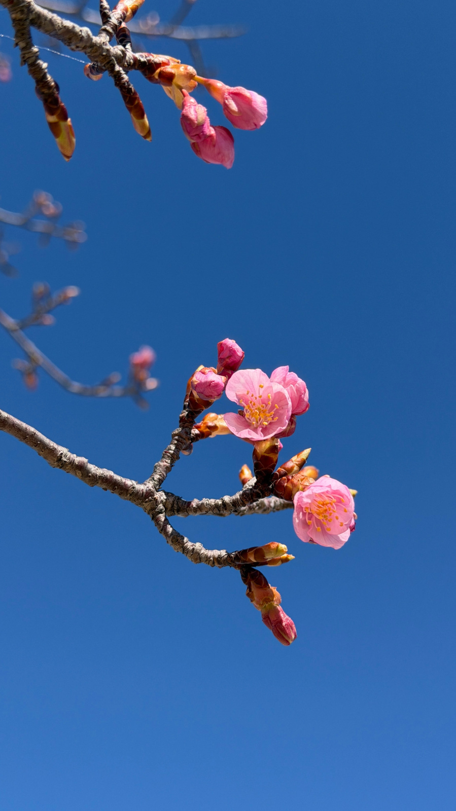 青空に映えるピンクの河津桜の蕾と花