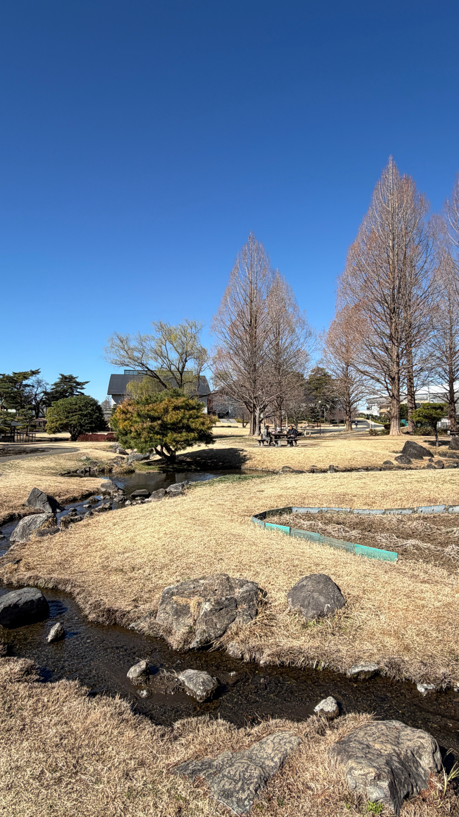 小川が流れる冬枯れの芝生とメタセコイア