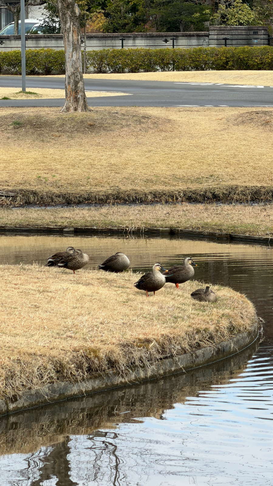 池のほとりで休む数羽のカルガモ