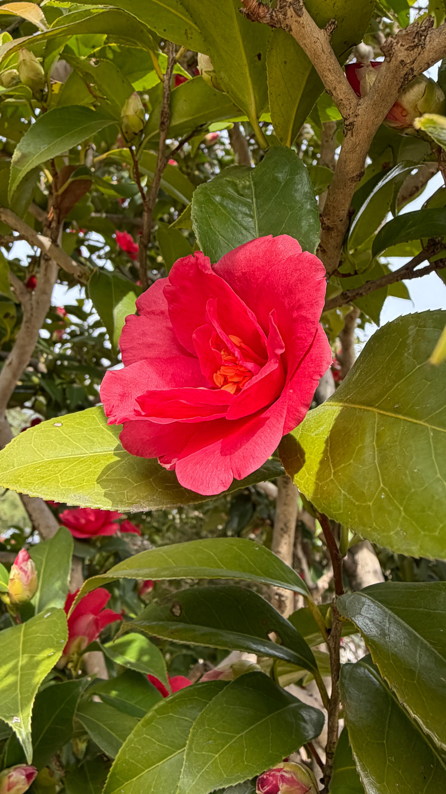 鮮やかな赤い花を咲かせた椿の木